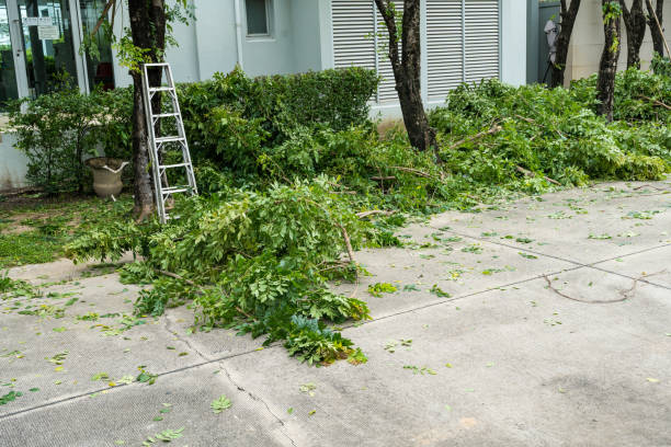 East Bakersfield, CA Tree Services Company